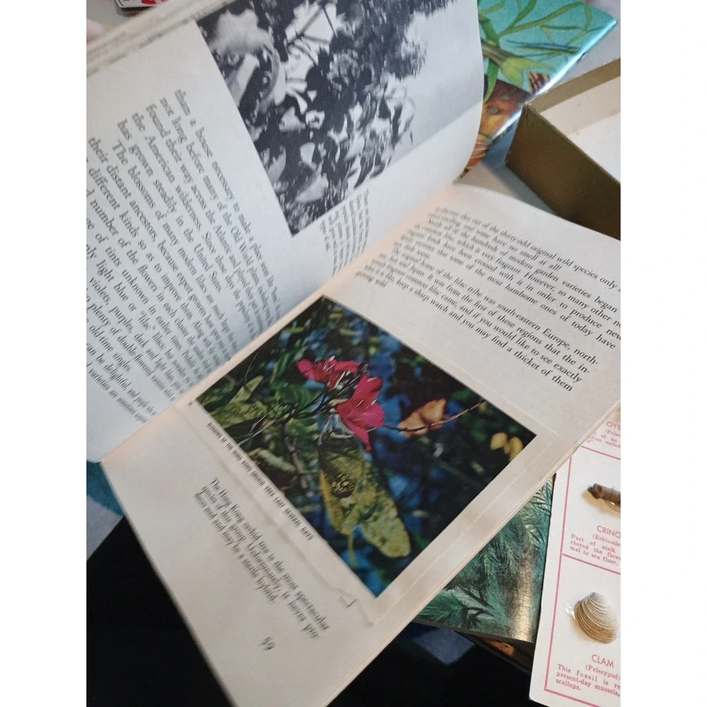 Vintage Nature Programa‎ Prehistoric Life Flowering Trees and Shrubs Collectible - Picture 16 of 16